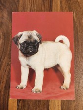 Alte Hundepostkarte ? MOPS WELPE ? AK HUND 