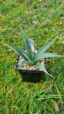 Agave Potrerana