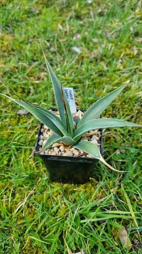Agave potrerana - agave,