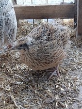 Bruteier Französische Mastwachteln