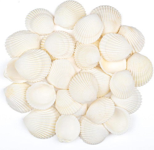 Stück meeresmuscheln 5 - stück,