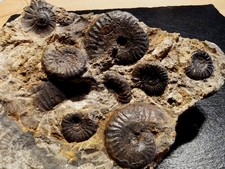 fantastische Toarcium-Stufe - Unterjura - Lias - Hammerstädter Breccie - Aalen