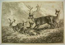 SAMUEL HOWITT `DAMWILD