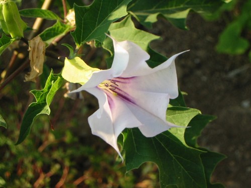 Datura weiss lila 15 - ,