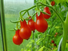 Tomatensamen - Cocktailtomate - Sibirisches Birnchen - 20 Korn - Top-Sorte !