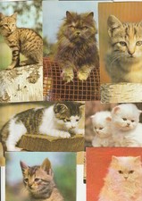 KATZE , Katzen --- 100