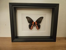 Papilio Rumanzovia echter