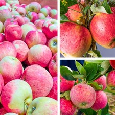 Apfelbaum 'Piros' Apfel mit