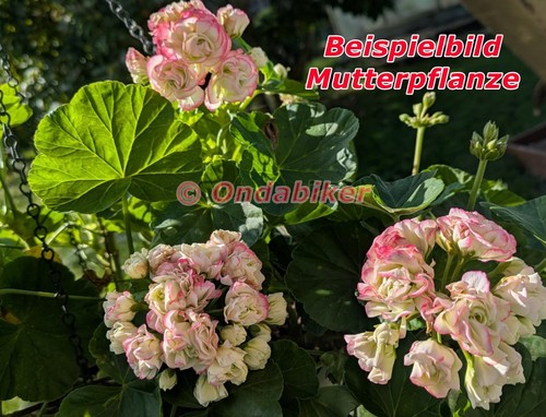 Appleblossom geranie - appleblossom,
