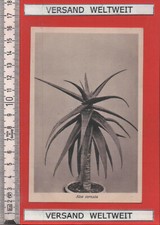 Otto Stoye: Aloe cornatu