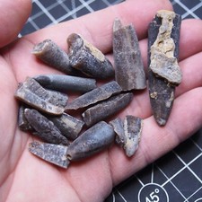 Belemnite Acrocoelites Lias