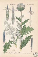 Echinops spaerocephalus -