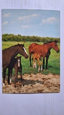 AK Pferde Pferdepostkarte Holsteiner Stute mit Fohlen