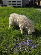 Teddy Hermann Schaf Mohair