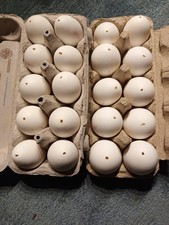 20 ausgeblasene Eier