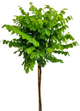 Kugelakazie - Robinia Umbraculifera - Hochstamm 125 - 150 cm