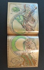 ANATOMIE KOPF UND HALS ATLAS