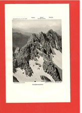 Pazielfernerspitzen (R. Rex)