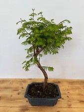 Bonsai Metasequoia /