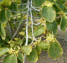 Virginische zaubernuss - virginische,