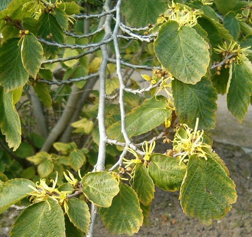 Virginische zaubernuss - virginische,