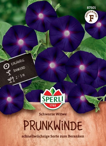 Prunkwinde schwarze witwe - prunkwinde, "