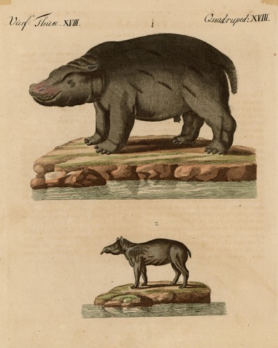 Zoologie flusspferd nilpferd - flusspferd,