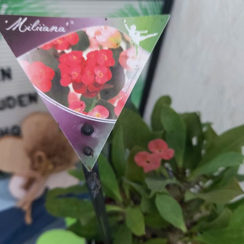 Christusdorn euphorbia milii - ,