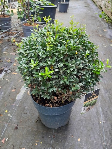 Ilex crenata luxus - ilex, luxus®