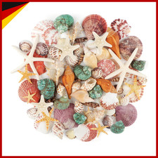 Meeresmuscheln gemischt 3-9cm