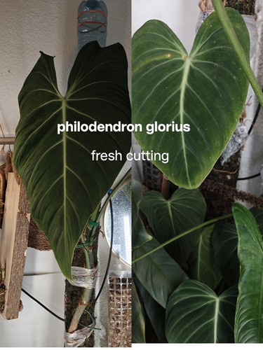 Philodendron gloriosum - philodendron,