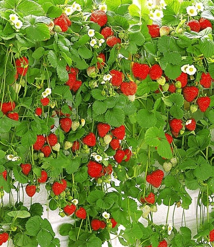 Baldur garten hänge - baldur,