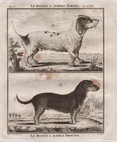 Basset hound chien hund dogs - hound,