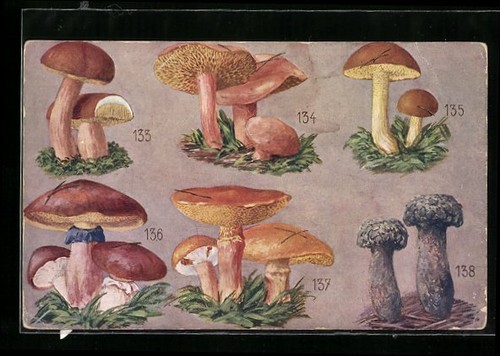 Pilze essbar und giftig