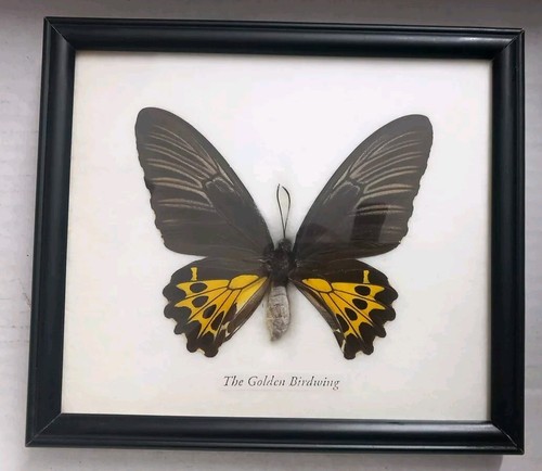 Echter schmetterling im - schmetterling,