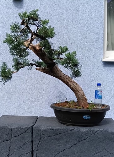 Bonsai chinesischer wacholder - chinesischer,