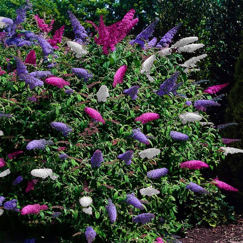 Buddleja davidii tricolour - davidii,