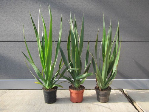 Dracaena draco kanarischer - dracaena,