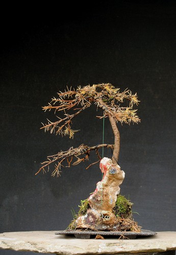 Bonsai outdoor winterhart