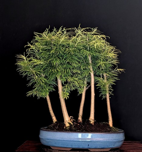 Bonsai goldlärche pseudolarix - bonsai,