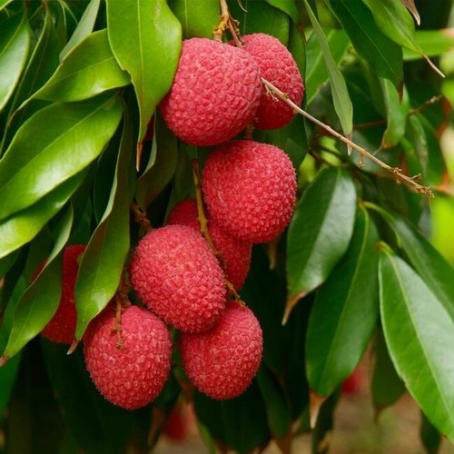 Sale1181 freycinetia litchi - freycinetia,