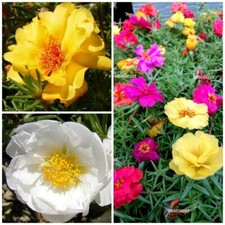 Portulakröschen - Bunte Prachtmischung in leuchtenden Farben - Blumen Samen