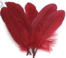 10 St. Federn Gänsefedern