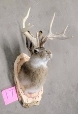 New Jackalope