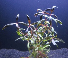 MUTTERPFLANZE Alternanthera