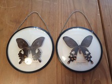 Vintage schmetterlinge im - 2,