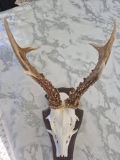 1 Stück Rehgeweihe Starker