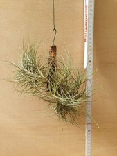 Tillandsia bandensis, XL