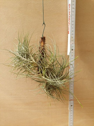 Tillandsia bandensis xl - tillandsia,