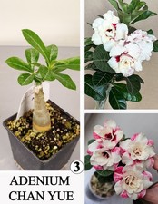ADENIUM CHAN YUE N3 WUSTENROSE SUCCULENT